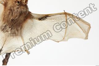 European Bat - Barbastella barbastellus 0007